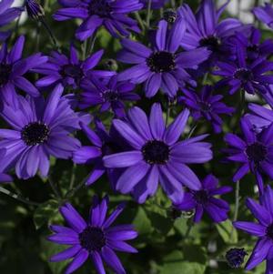 Pericallis hybrida 'Senetti Super Blue'