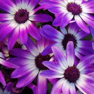 Pericallis hybrida 'Senetti Violet Bicolor'