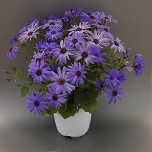 Pericallis hybrida 'Senetti Sparkle Sky Blue'