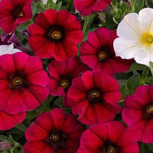 Petunia-Calibrachoa Cross