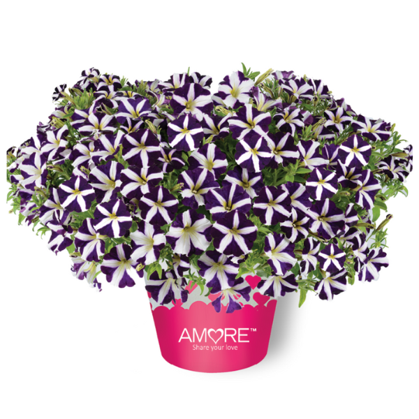 Petunia hybrida 'Amore Purple'