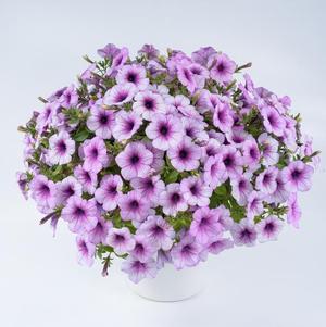 Petunia hybrida 'Capella Purple Vein'