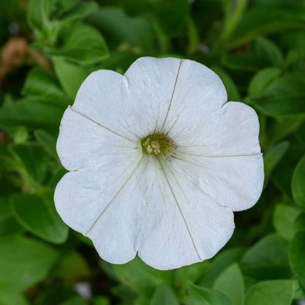 Petunia hybrida 'Cascadias Iceberg'