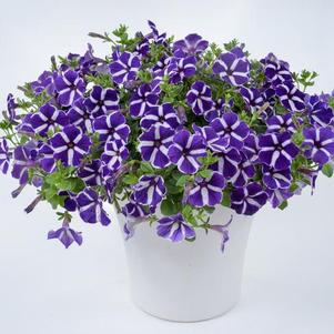 Petunia hybrida 'Cascadias Purple Gem'