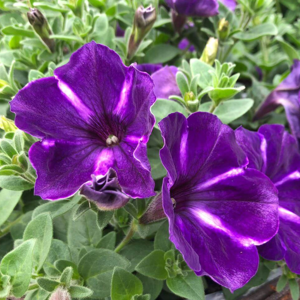 Petunia hybrida 'Cascadias Purple Gem'