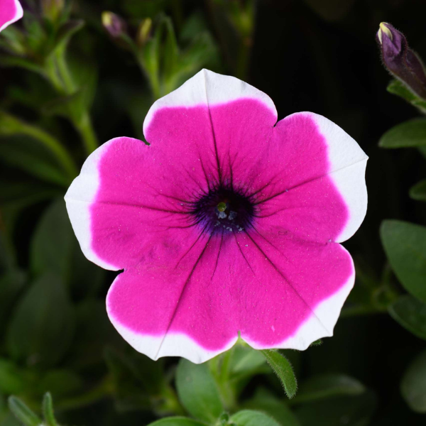 Petunia hybrida 'Cascadias Rim Cherry'