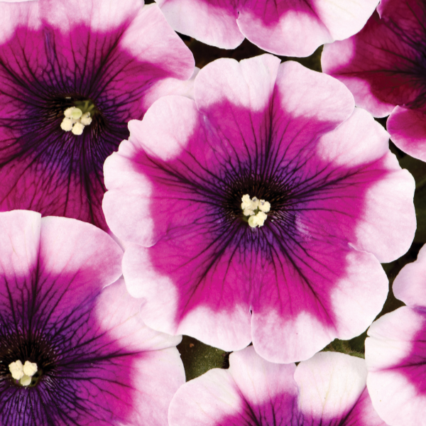 Petunia hybrida 'Crazytunia Passion Punch'