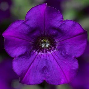 Petunia hybrida 'Dekko Blue Imp'