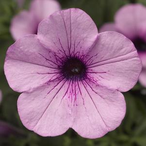 Petunia hybrida 'Dekko Lavender Eye'