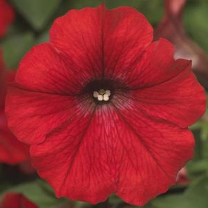 Petunia hybrida 'Dekko Red'