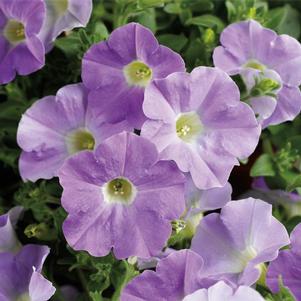 Petunia hybrida 'Dekko Sky Blue Imp'