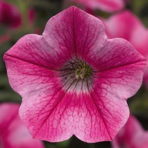 Petunia hybrida 'Dekko Star Rose'