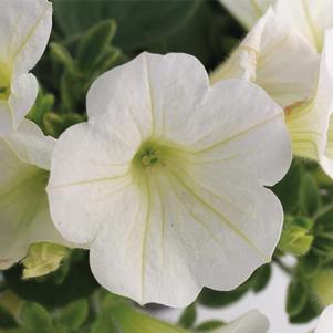 Petunia hybrida 'Dekko White Imp'