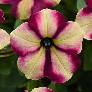 Petunia hybrida 'Headliner Banana Cherry Swirl'