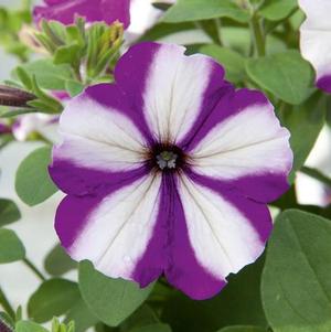 Petunia hybrida 'Headliner Blueberry Swirl'