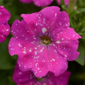 Petunia hybrida 'Headliner Pink Sky'