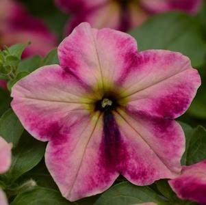 Petunia hybrida 'Headliner Rose Star'