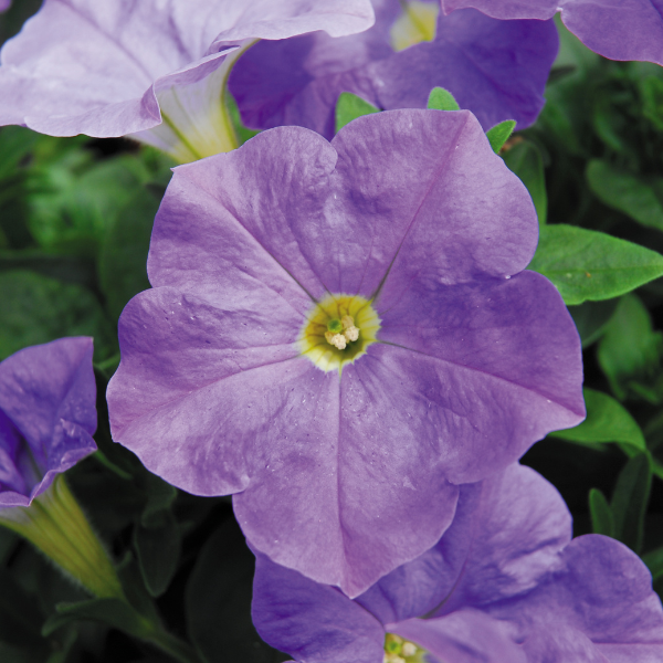 Petunia hybrida 'Headliner Sky Blue'