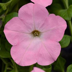 Petunia hybrida 'Main Stage Pink'