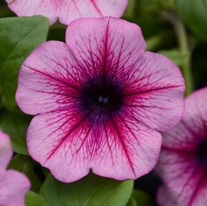 Petunia hybrida 'Main Stage Pink Vein'