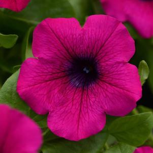 Petunia hybrida 'Main Stage Purple'