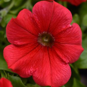 Petunia hybrida 'Main Stage Red'