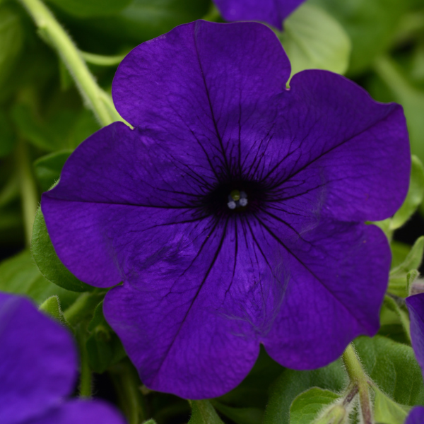 Petunia hybrida 'Main Stage Violet'