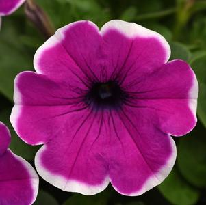 Petunia hybrida 'Main Stage Violet Picotee'
