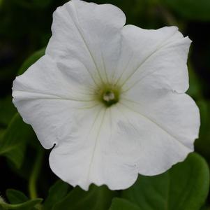 Petunia hybrida 'Main Stage White'