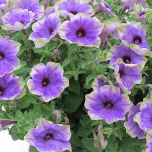 Petunia hybrida 'Moonlight Eclipse'