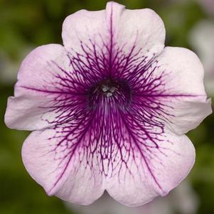 Petunia hybrida 'Sanguna Rose Vein'