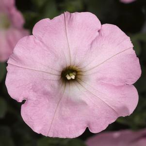 Petunia hybrida 'Sanguna Sweet Pink'