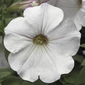 Petunia hybrida 'Sanguna White Vein'