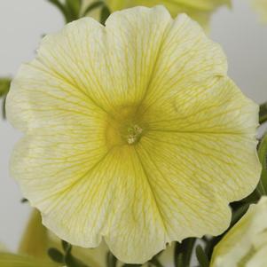 Petunia hybrida 'Sanguna Yellow'