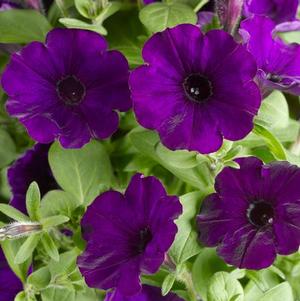 Petunia hybrida 'Sanguna Patio Blue'