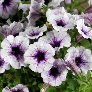 Petunia hybrida 'Sanguna Patio Blue Vein'