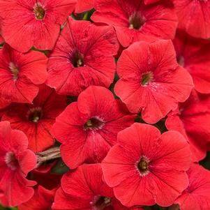 Petunia hybrida 'Supertunia Really Red'