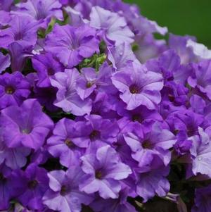 Petunia hybrida 'Surfinia Heavenly Blue'