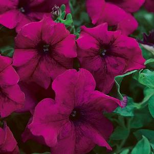 Petunia hybrida 'Surfinia Magenta'