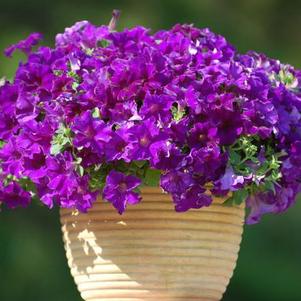 Petunia hybrida 'Surfinia Purple Majesty'
