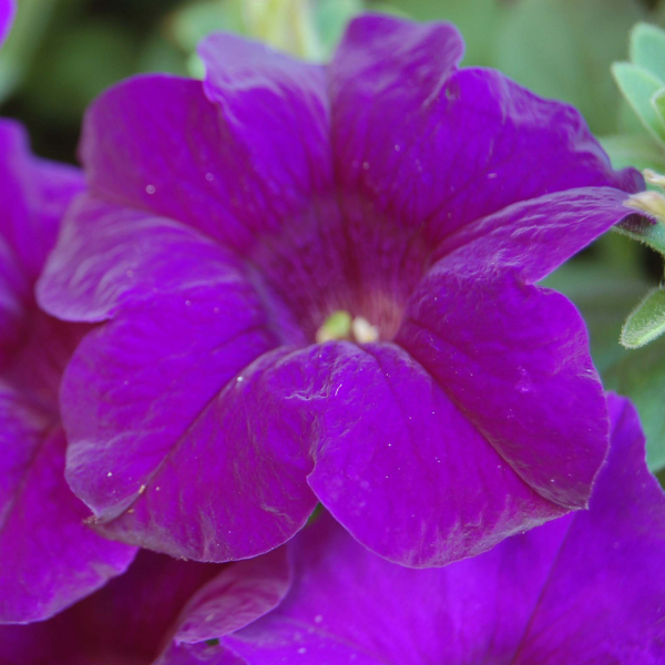 Petunia hybrida 'Surfinia Purple Majesty'