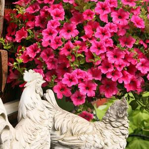 Petunia hybrida 'Surfinia Rose Veined'