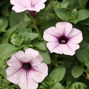 Petunia hybrida 'Surfinia Blue Veined'