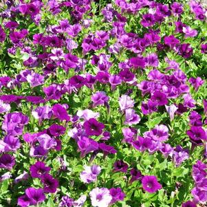 Petunia hybrida 'Surfinia Mounding Baby Compact Purple'