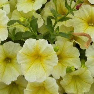 Petunia hybrida 'Surfinia Mounding Patio Yellow'