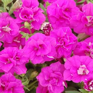 Petunia hybrida 'Surfinia Summer Double Rose'