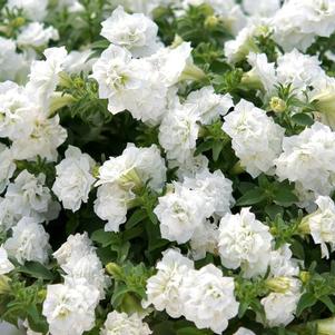 Petunia hybrida 'Surfinia Summer Double White'