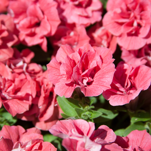 Petunia hybrida 'Surfinia Summer Double Salmon'