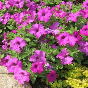 Petunia hybrida 'Surfinia Sumo Bold Lilac'