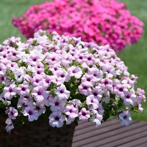 Petunia hybrida 'Surfinia Sumo Glacial Pink'